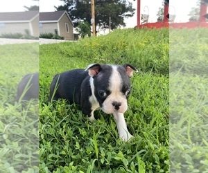 Boston Terrier Puppy for sale in FREDONIA, KS, USA