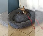 Small #14 Chihuahua
