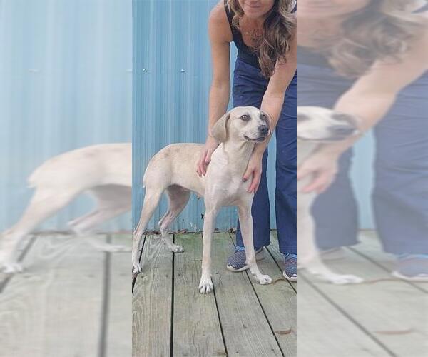 Medium Photo #21 Labrador Retriever-Unknown Mix Puppy For Sale in Murfreesboro, NC, USA