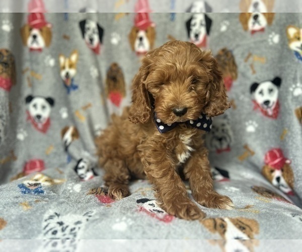 Medium Photo #3 Cock-A-Poo Puppy For Sale in LAKELAND, FL, USA