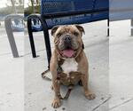 Small #1 Bulldog