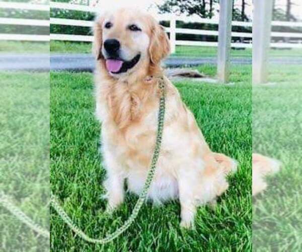 Medium Photo #1 Golden Retriever Puppy For Sale in MARSHFIELD, MO, USA