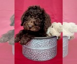 Puppy Nestle Goldendoodle