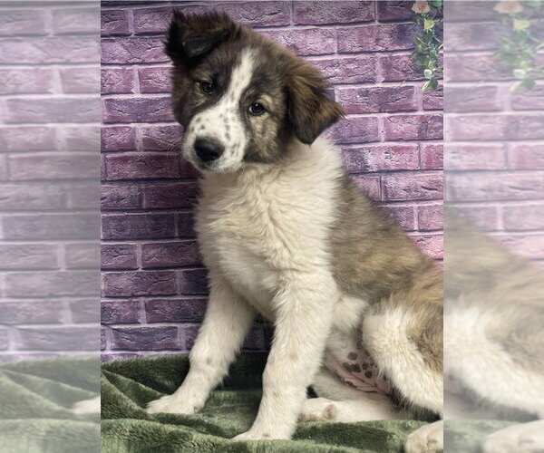 Medium Photo #1 Anatolian Shepherd-Unknown Mix Puppy For Sale in Lakewood, CO, USA