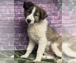 Small Anatolian Shepherd Mix