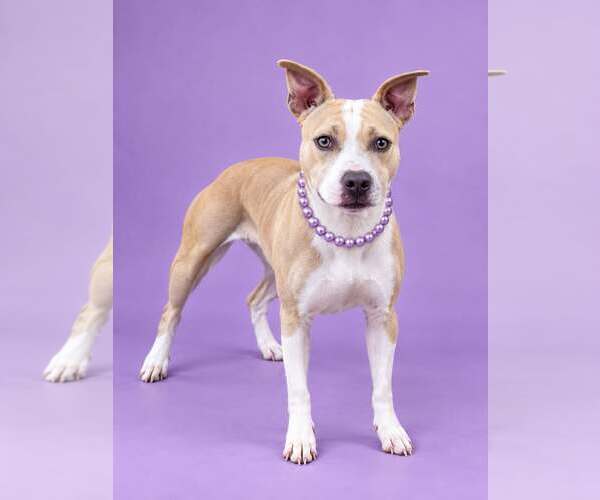 Medium Photo #1 American Staffordshire Terrier-Unknown Mix Puppy For Sale in Shillington, PA, USA