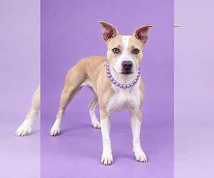 American Staffordshire Terrier-Unknown Mix Dogs for adoption in Shillington, PA, USA