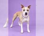 Charlotte - Female American Staffordshire Terrier-Unknown Mix Dog for Adoption - Small photo