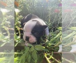 Small #5 Boston Terrier