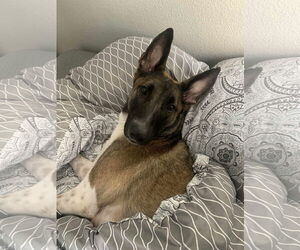 Mutt Dogs for adoption in phoenix, AZ, USA