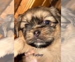 Small #14 Shih Apso