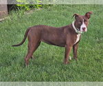 Small #6 American Pit Bull Terrier Mix