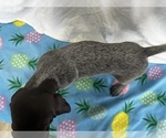 Small Photo #3 German Shorthaired Pointer Puppy For Sale in SANBORN, NY, USA