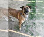 Small #1 American Pit Bull Terrier