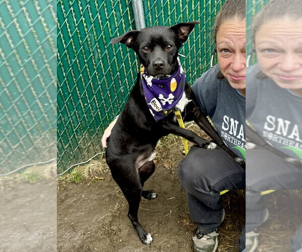 Medium Photo #12 Boston Terrier-Unknown Mix Puppy For Sale in Brewster, NY, USA