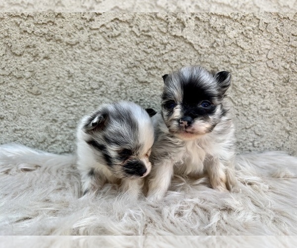 Medium Photo #6 Pomeranian Puppy For Sale in HAYWARD, CA, USA