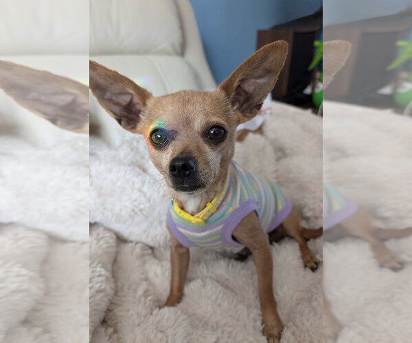 Medium Photo #1 Chihuahua Puppy For Sale in Omaha, NE, USA