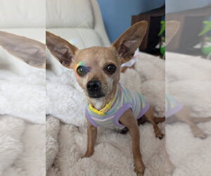 Chihuahua Dogs for adoption in Omaha, NE, USA