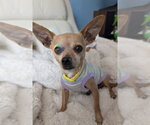 Small Chihuahua