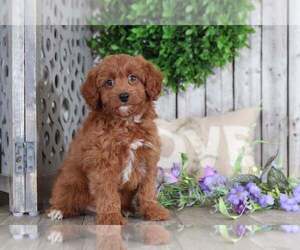 Aussie-Poo Puppy for sale in MOUNT VERNON, OH, USA