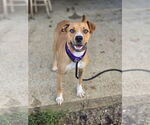 Small #1 Boxer Mix