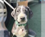 Small #2 Labrador Retriever Mix