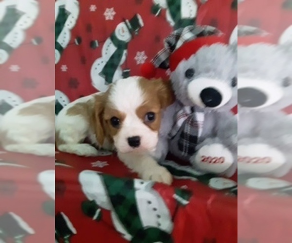 Medium Photo #1 Cavalier King Charles Spaniel Puppy For Sale in SCOTTVILLE, MI, USA