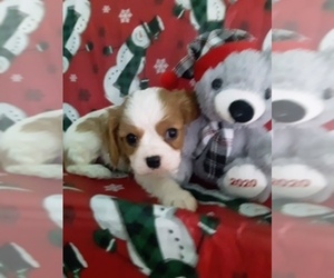 Cavalier King Charles Spaniel Puppy for sale in SCOTTVILLE, MI, USA