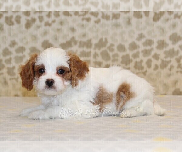 Medium Photo #2 Cavapoo Puppy For Sale in DENVER, PA, USA