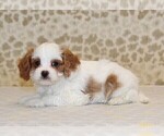 Small #1 Cavapoo