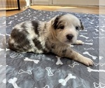 Small #9 Australian Shepherd