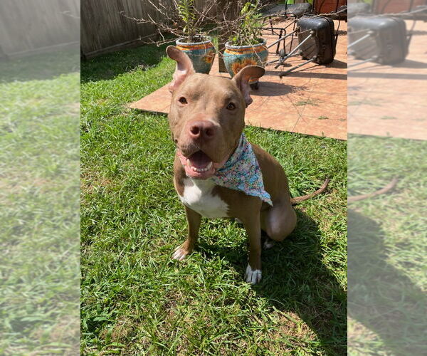 Medium Photo #25 American Staffordshire Terrier Puppy For Sale in Rosenberg, TX, USA