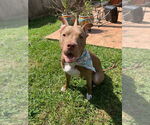 Small #24 American Staffordshire Terrier