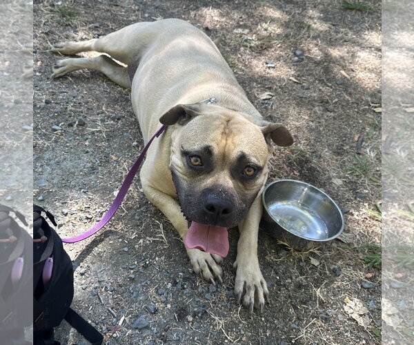 Medium Photo #2 Bullmastiff-Unknown Mix Puppy For Sale in Berkeley, CA, USA