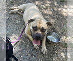 Small #1 Bullmastiff Mix