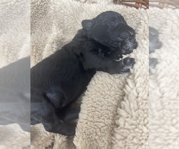 Medium Photo #29 Goldendoodle Puppy For Sale in PIERSON, FL, USA