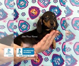 Dachshund Puppy for sale in WINNSBORO, LA, USA