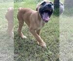Small #2 Mutt