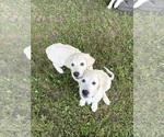 Small #7 English Cream Golden Retriever