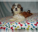 Small Photo #1 Shih Tzu Puppy For Sale in PATERSON, NJ, USA