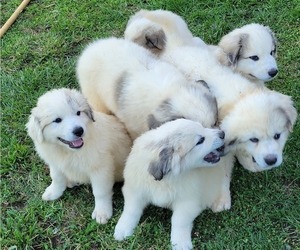 Great Pyrenees Puppy for sale in RUTHER GLEN, VA, USA