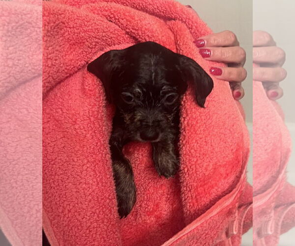 Medium Photo #2 Mutt Puppy For Sale in Plainfield, IL, USA