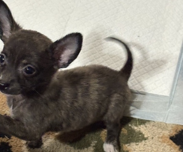 Medium Photo #4 Chihuahua Puppy For Sale in FAYETTEVILLE, NC, USA