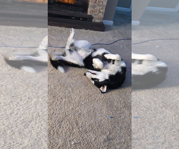 Medium Photo #5 Siberian Husky-Unknown Mix Puppy For Sale in Columbus, IN, USA