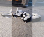 Small #4 Siberian Husky Mix