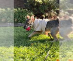Small Photo #2 Border Terrier-Chihuahua Mix Puppy For Sale in San Diego, CA, USA