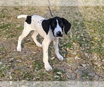Small Photo #38 German Shorthaired Pointer Puppy For Sale in MCKINNEY, TX, USA