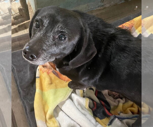 Medium Photo #2 Dachshund-Unknown Mix Puppy For Sale in Tracy City, TN, USA