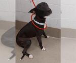 Small American Staffordshire Terrier Mix