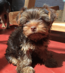 Yorkshire Terrier Puppy for sale in LUBBOCK, TX, USA